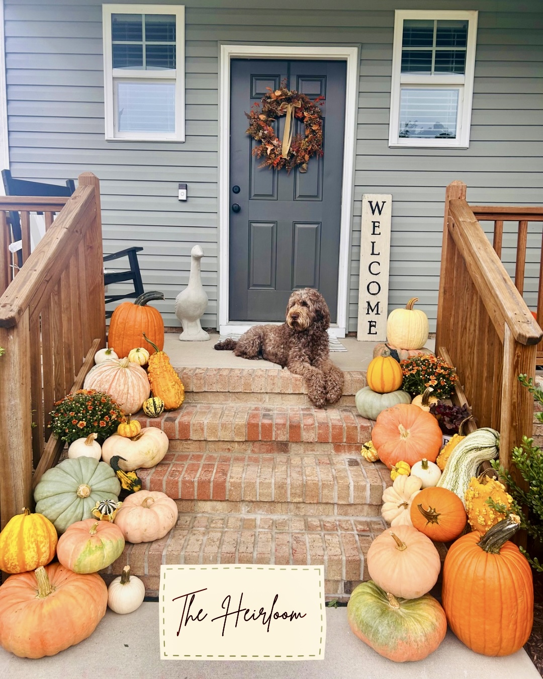 Pumpkin display and mums surrounding a dog seated on front porch steps